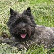 Photo de Cairn terrier