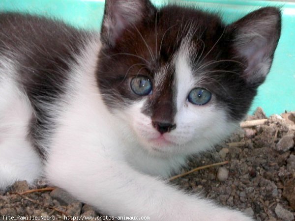 Photo de Chat domestique