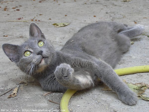 Photo de Chat domestique