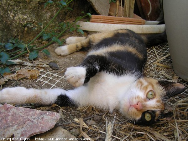 Photo de Chat domestique