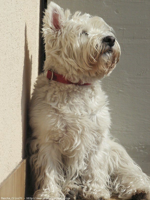 Photo de West highland white terrier