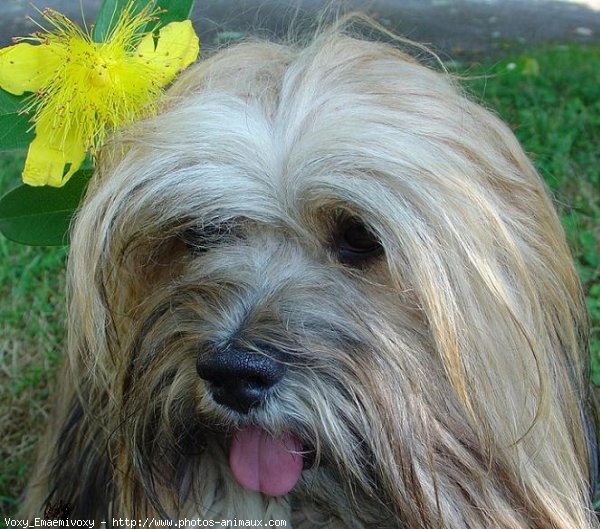 Photo de Lhassa apso