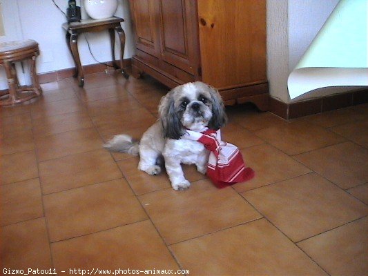 Photo de Shih tzu