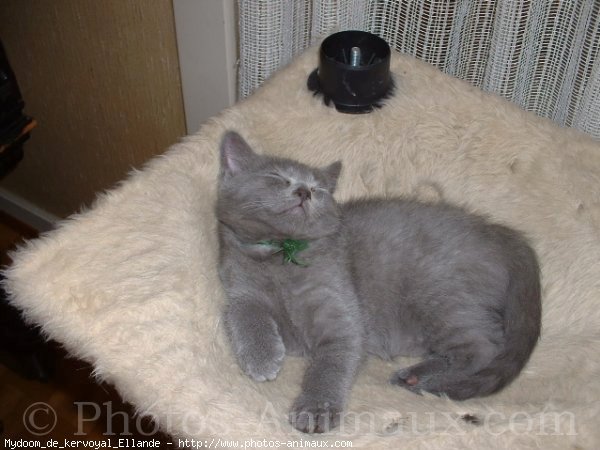 Photo de Chartreux