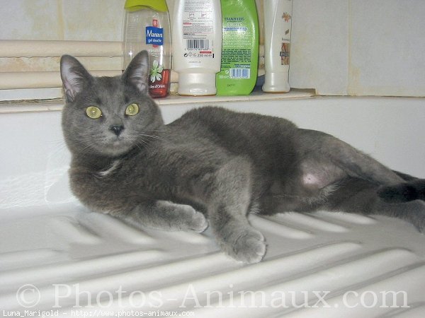 Photo de Chartreux