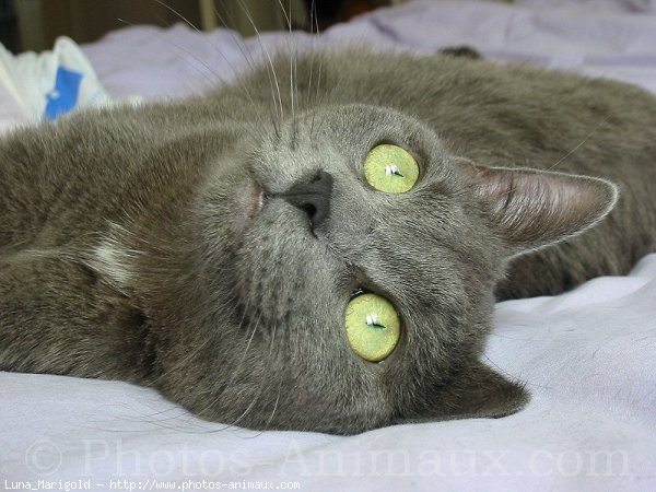 Photo de Chartreux