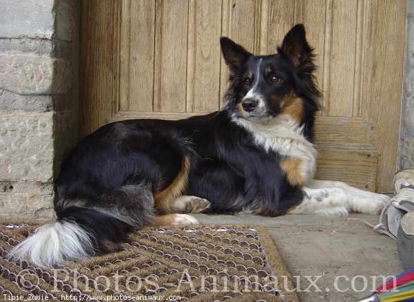 Photo de Border collie