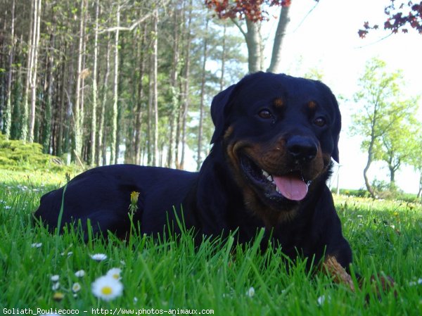 Photo de Rottweiler