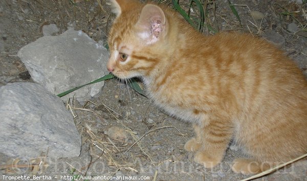 Photo de Chat domestique