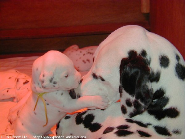 Photo de Dalmatien