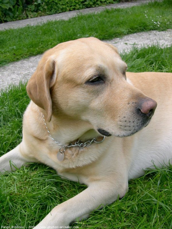 Photo de Labrador retriever