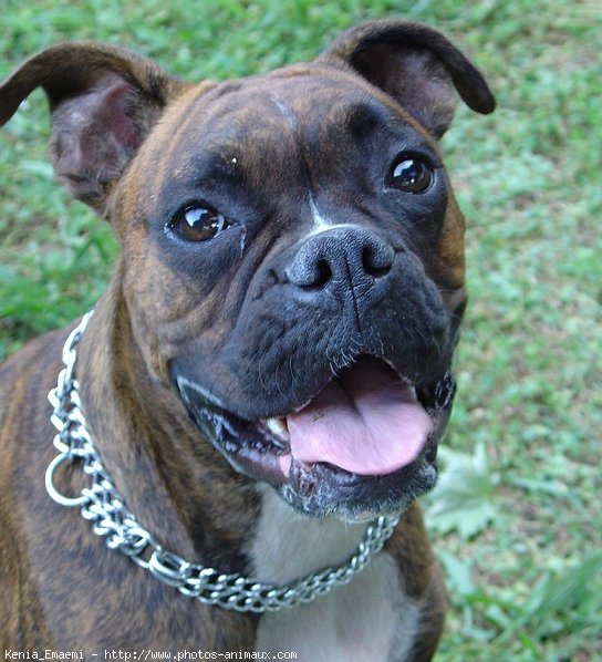 Photo de Boxer