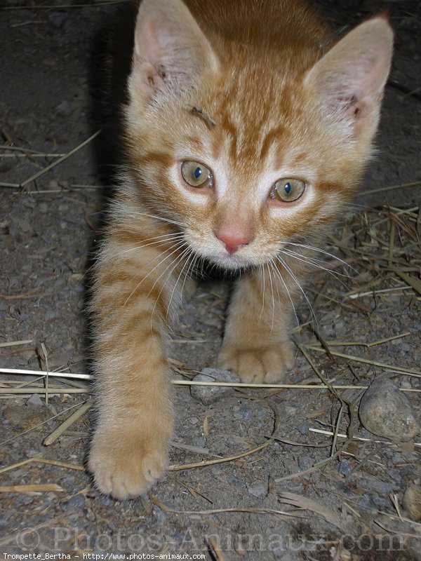 Photo de Chat domestique