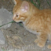 Photo de Chat domestique