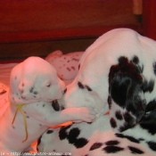 Photo de Dalmatien