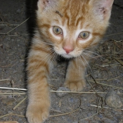 Photo de Chat domestique