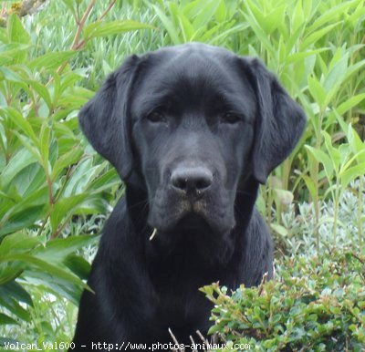 Photo de Labrador retriever