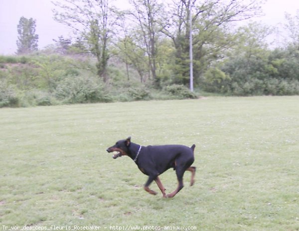 Photo de Dobermann