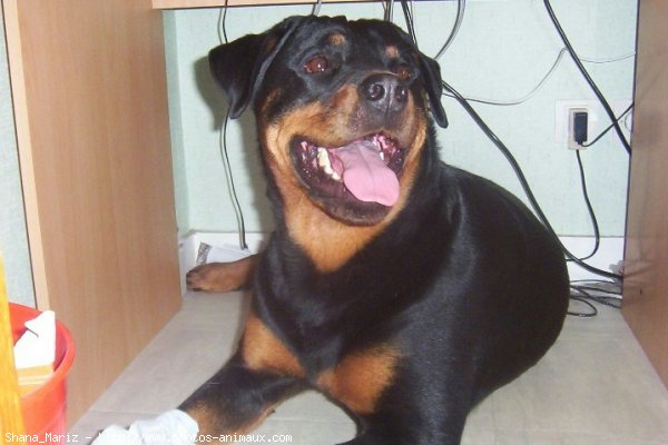 Photo de Rottweiler