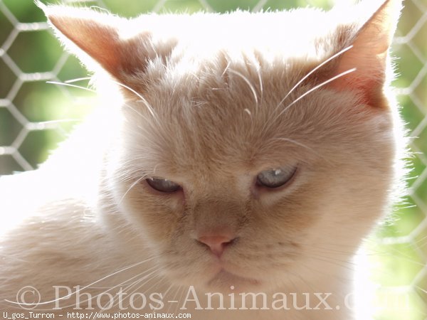 Photo de British shorthair