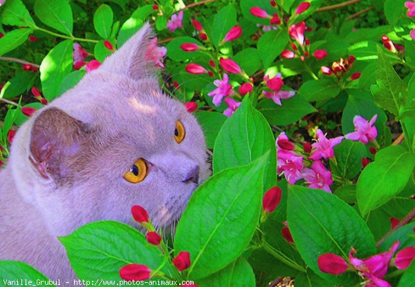 Photo de British shorthair