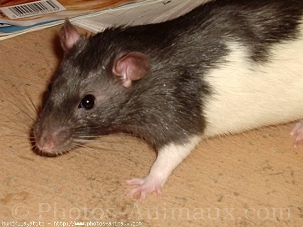 Photo de Rat