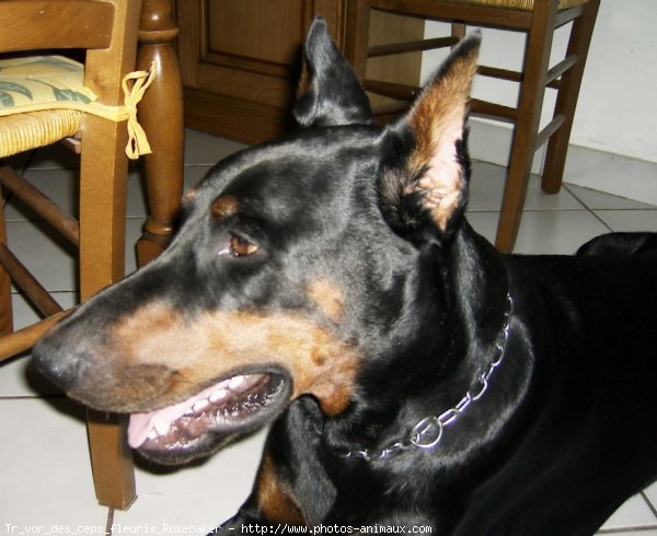 Photo de Dobermann