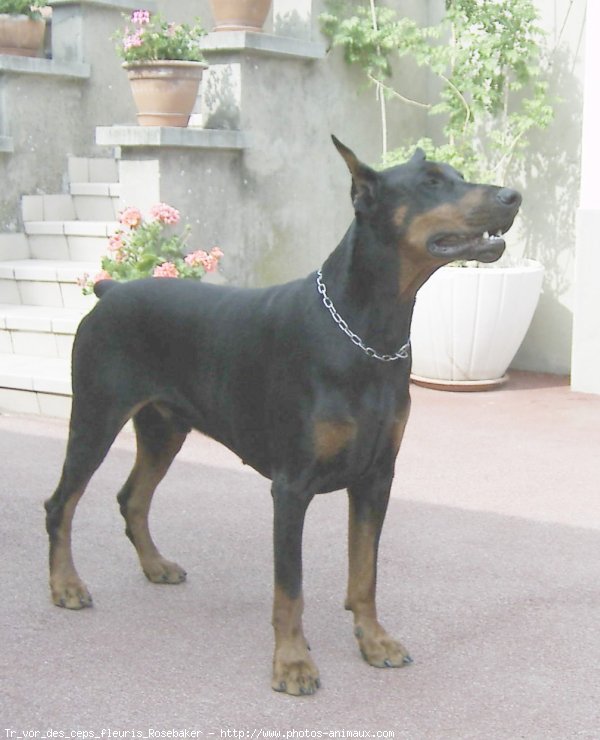 Photo de Dobermann