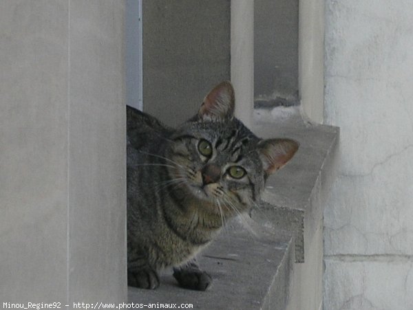 Photo de Chat domestique