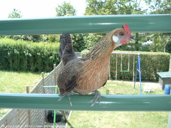 Photo de Poule