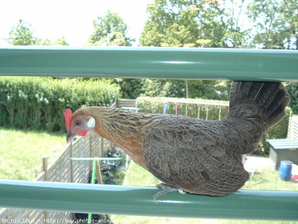 Photo de Poule