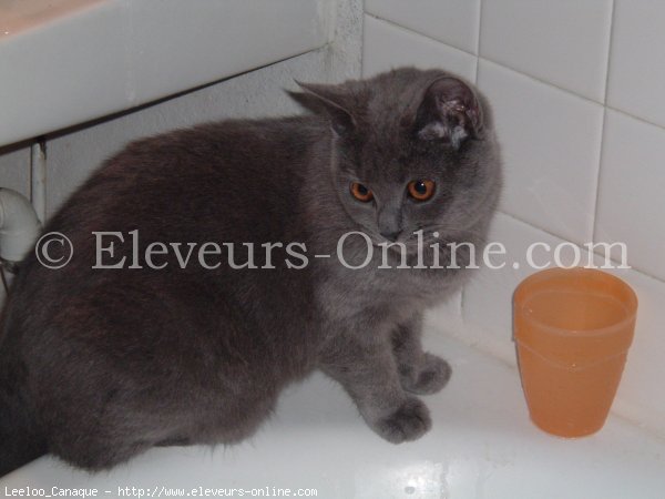 Photo de Chartreux