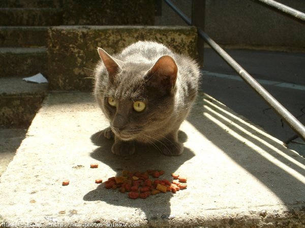 Photo de Chat domestique