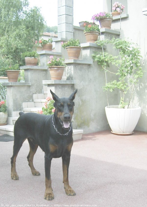 Photo de Dobermann