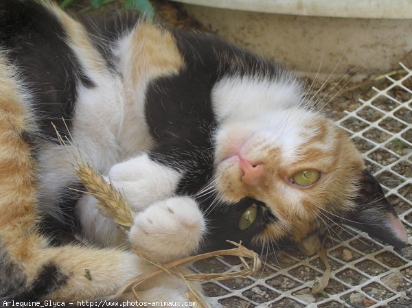 Photo de Chat domestique