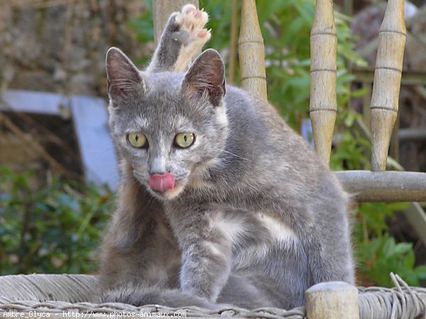 Photo de Chat domestique