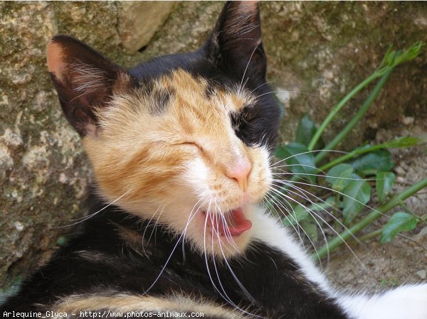 Photo de Chat domestique