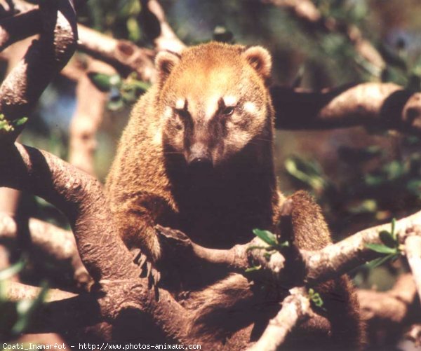 Photo de Coati