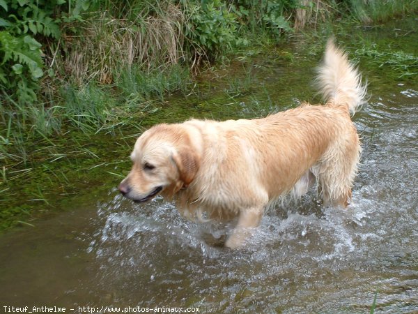 Photo de Golden retriever