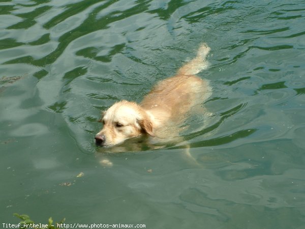 Photo de Golden retriever