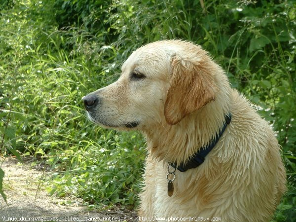 Photo de Golden retriever