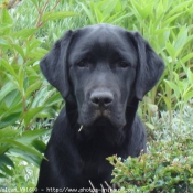 Photo de Labrador retriever