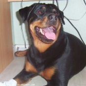 Photo de Rottweiler