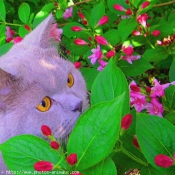 Photo de British shorthair