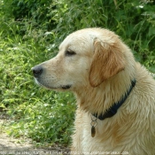 Photo de Golden retriever