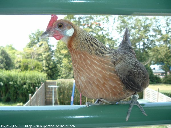 Photo de Poule