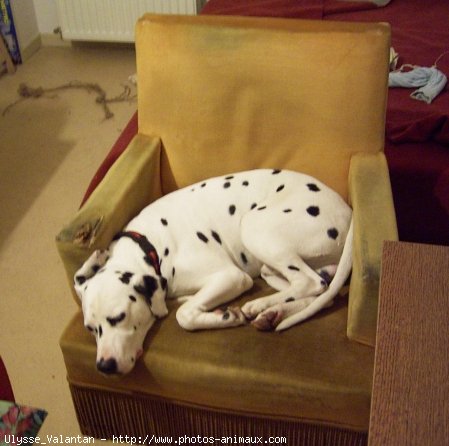 Photo de Dalmatien