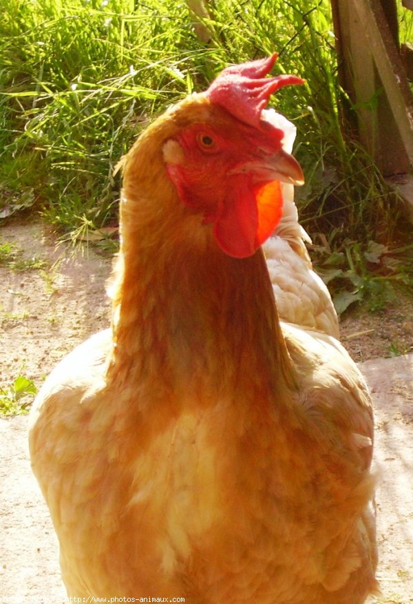 Photo de Poule