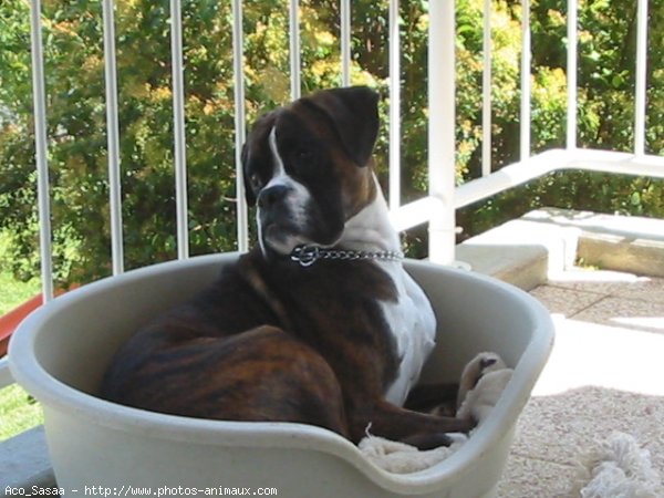 Photo de Boxer