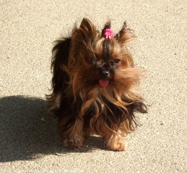 Photo de Yorkshire terrier